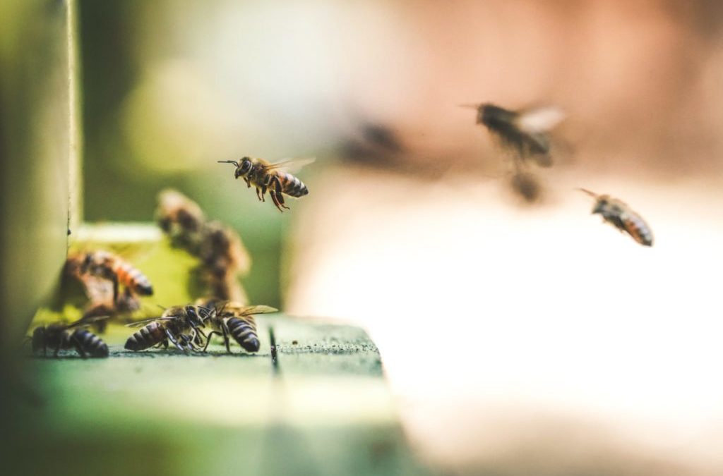 Ecolo-Groen trouve une majorité pour faire interdire les ‘tueurs d’abeilles’