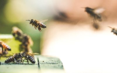 Ecolo-Groen trouve une majorité pour faire interdire les ‘tueurs d’abeilles’